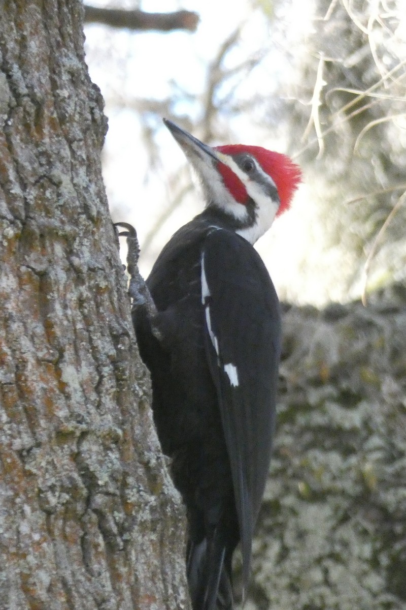 Pileated Woodpecker - ML616603587