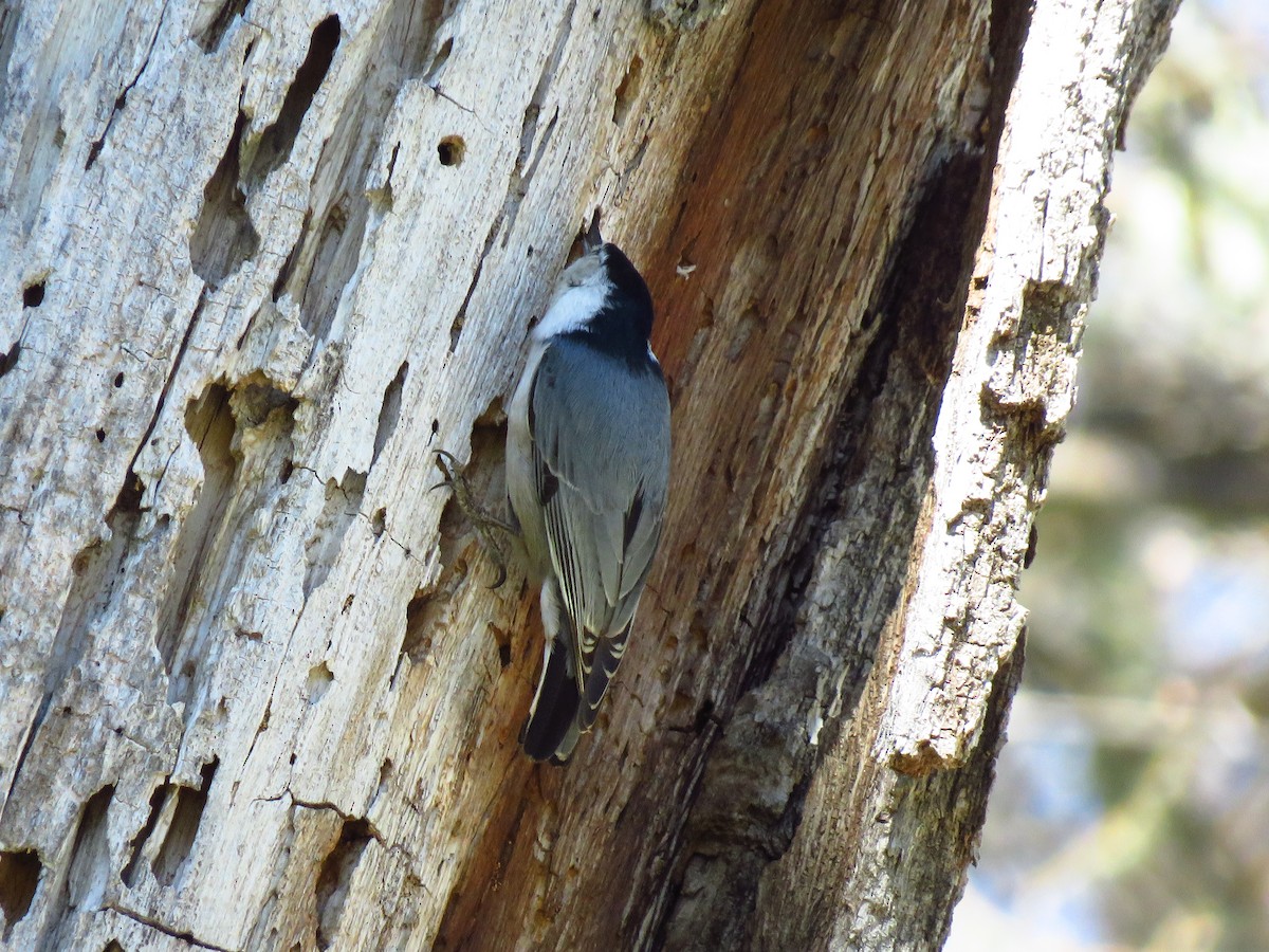 White-breasted Nuthatch - ML616603593