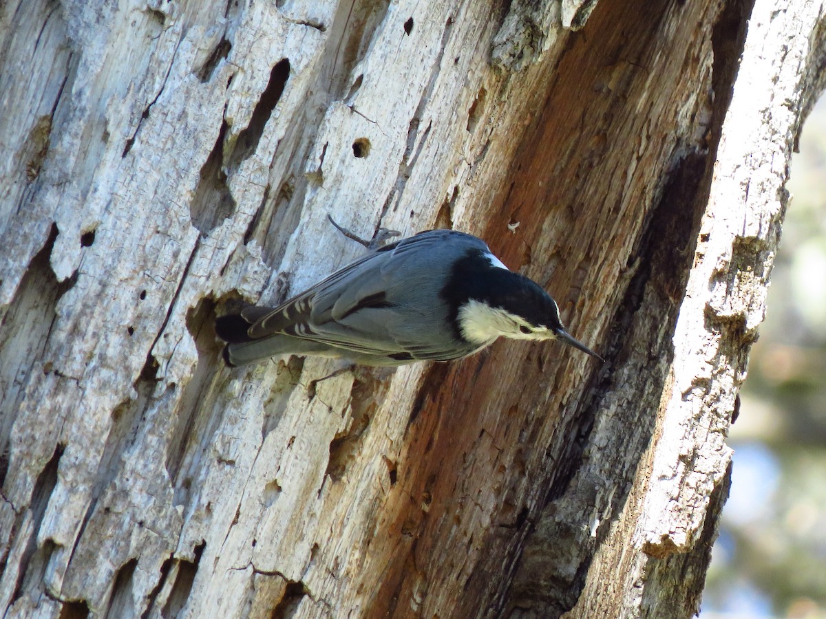White-breasted Nuthatch - ML616603594