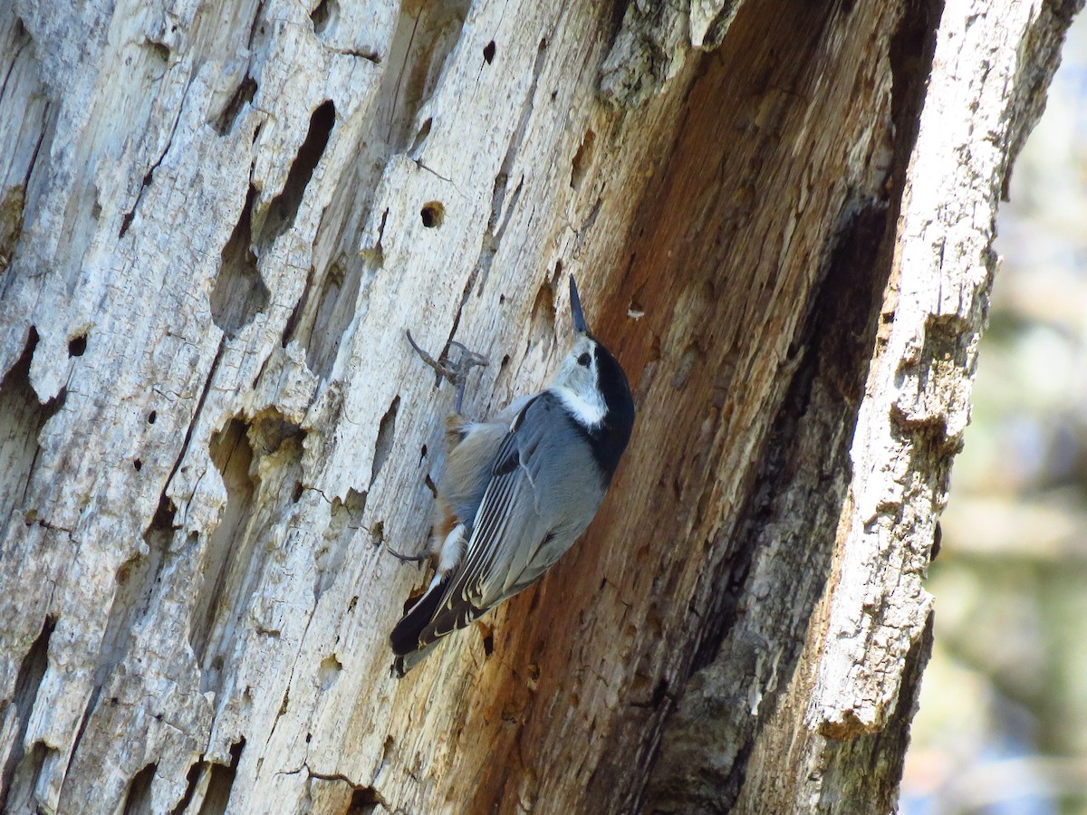 White-breasted Nuthatch - ML616603595