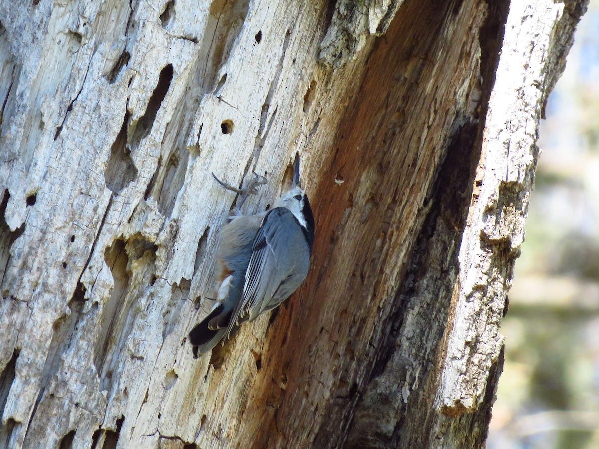 White-breasted Nuthatch - Lisa Larson