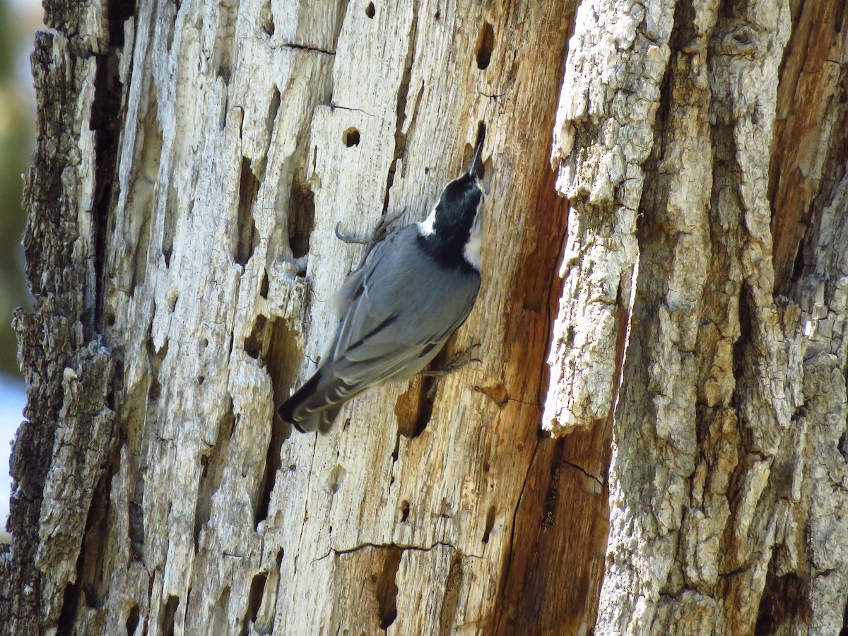 White-breasted Nuthatch - ML616603597