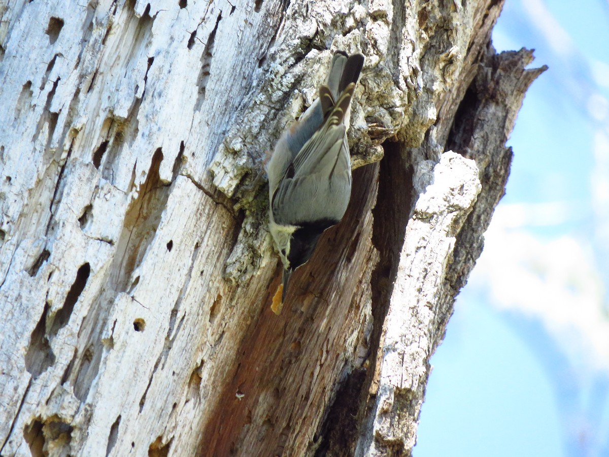 White-breasted Nuthatch - ML616603598