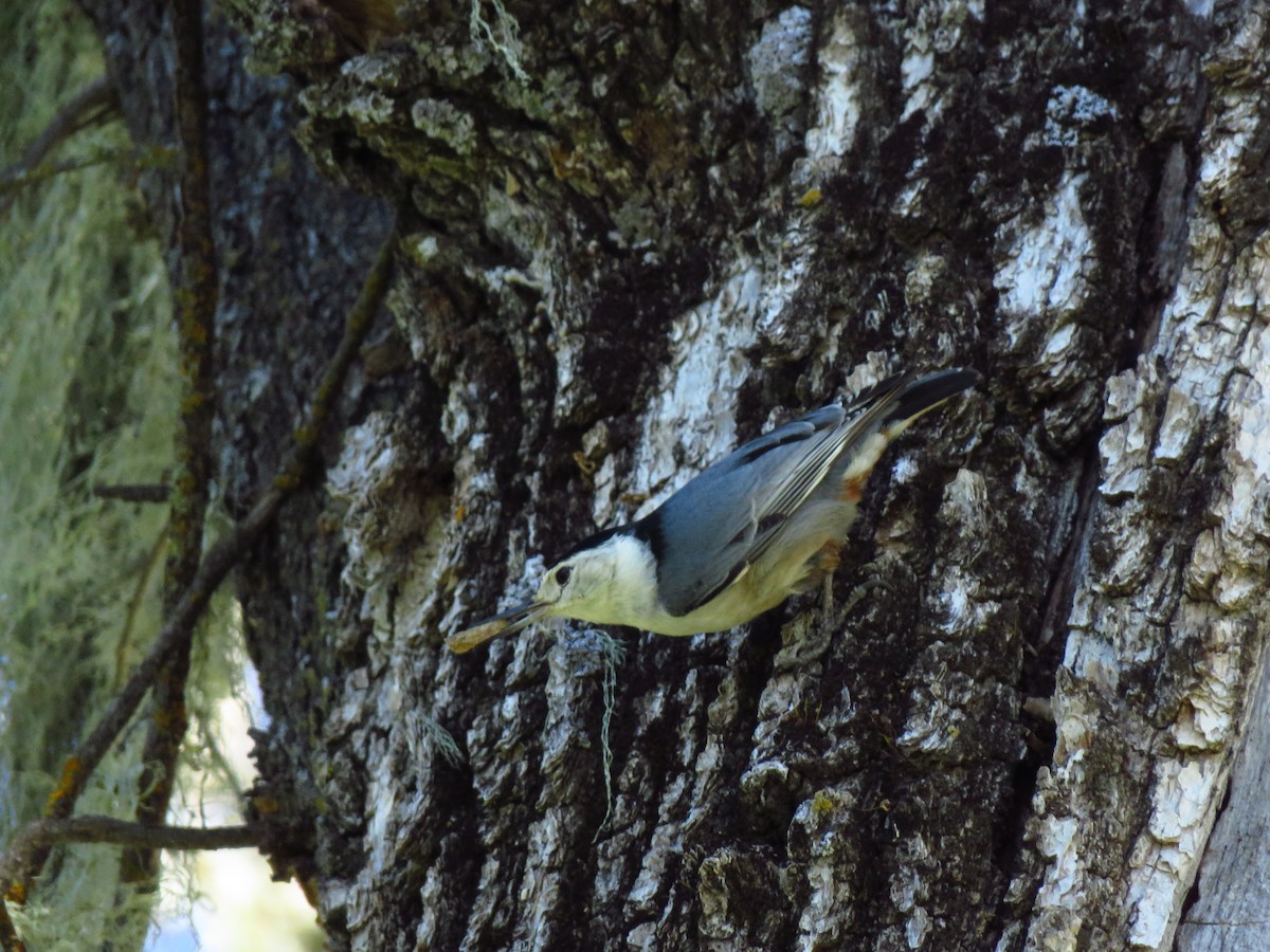 White-breasted Nuthatch - Lisa Larson
