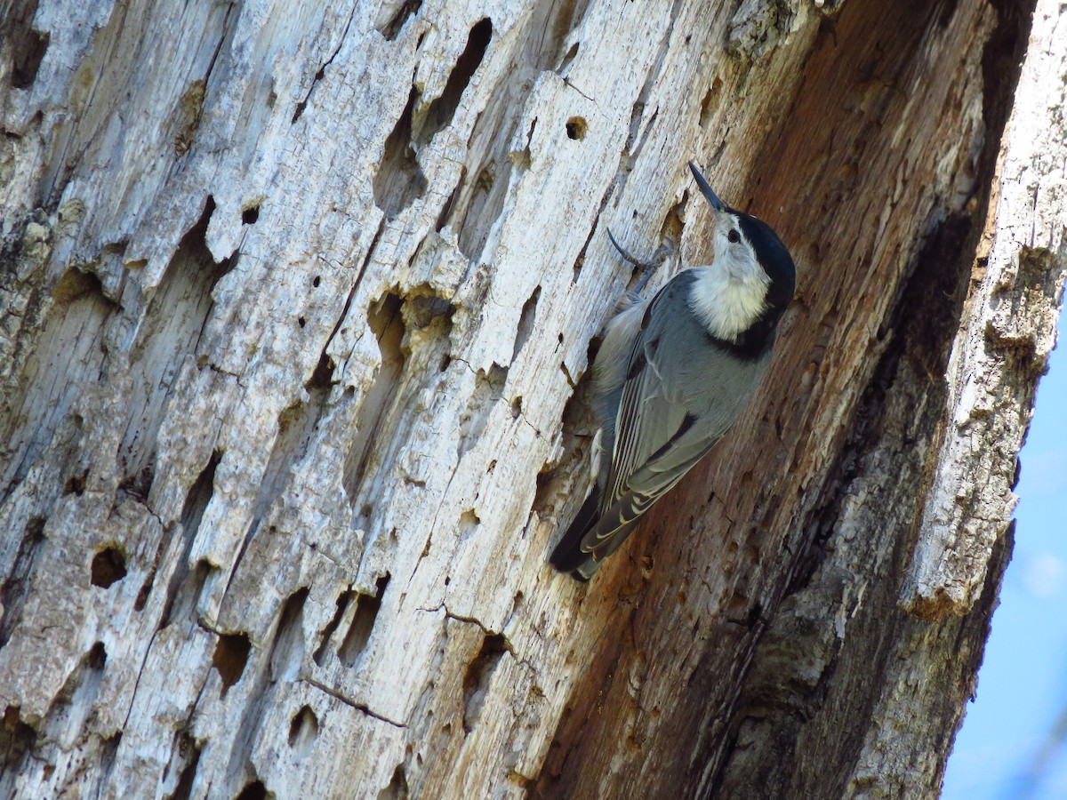 White-breasted Nuthatch - ML616603600