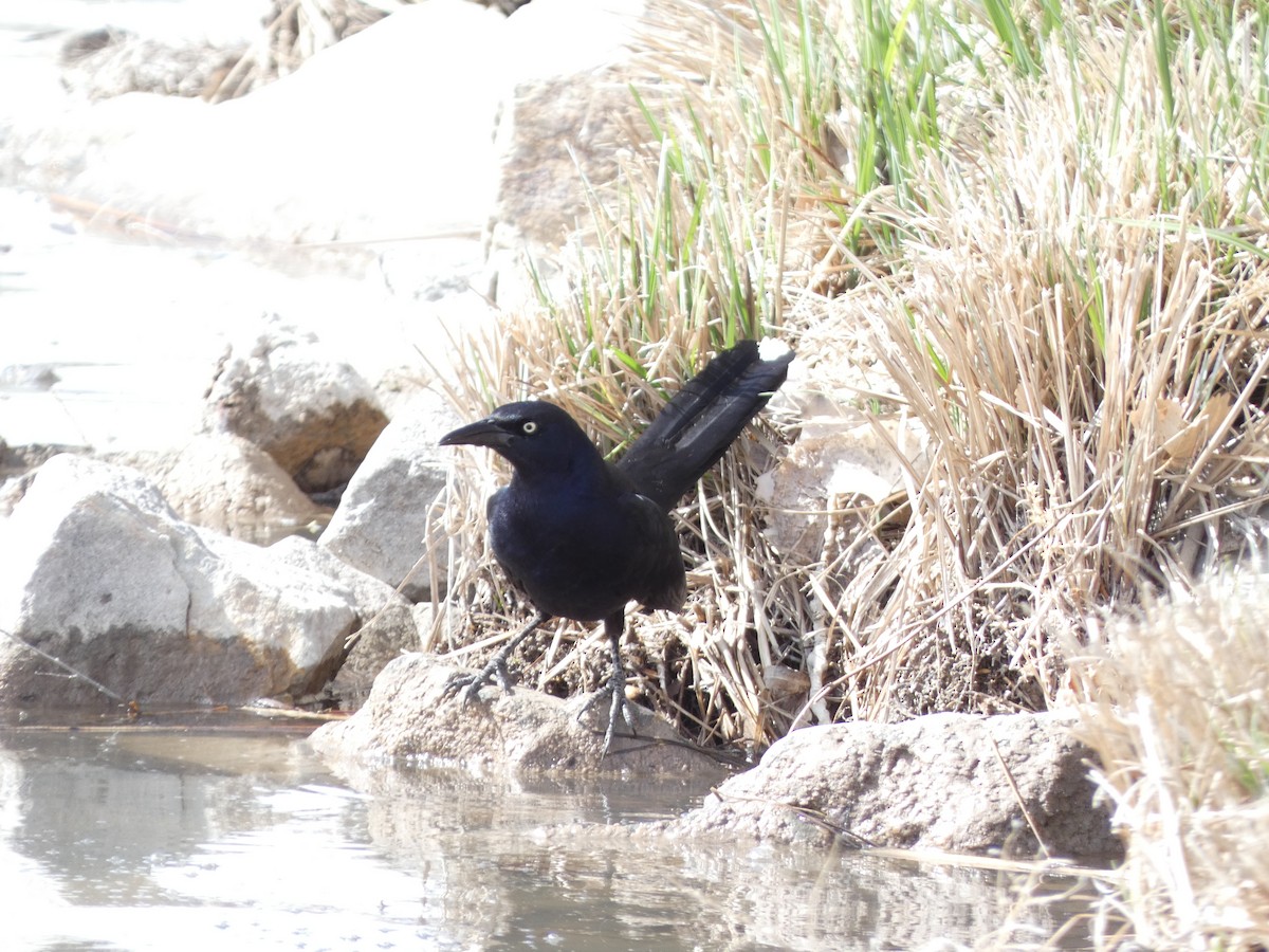 Great-tailed Grackle - ML616603621