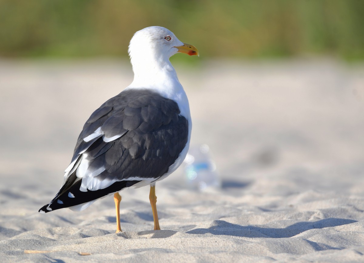 Lesser Black-backed Gull - Chaiby Leiman
