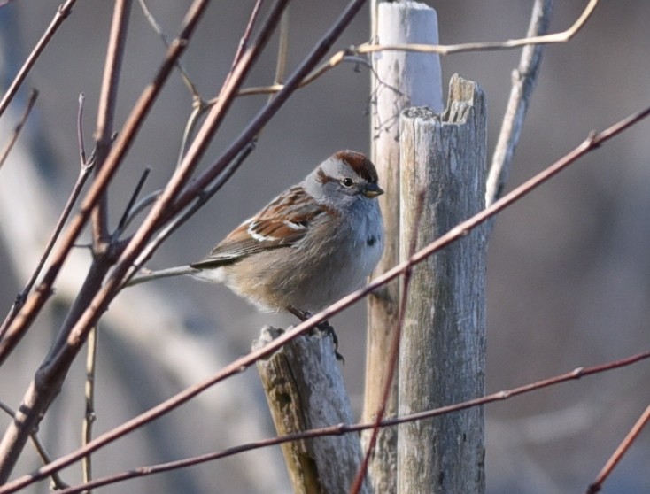 American Tree Sparrow - ML616603655