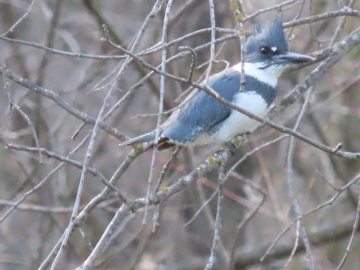 Belted Kingfisher - ML616603685
