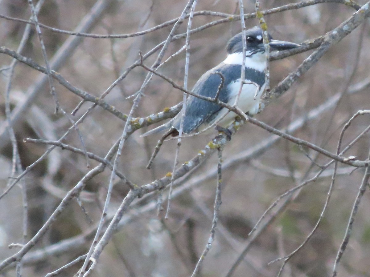 Belted Kingfisher - ML616603700