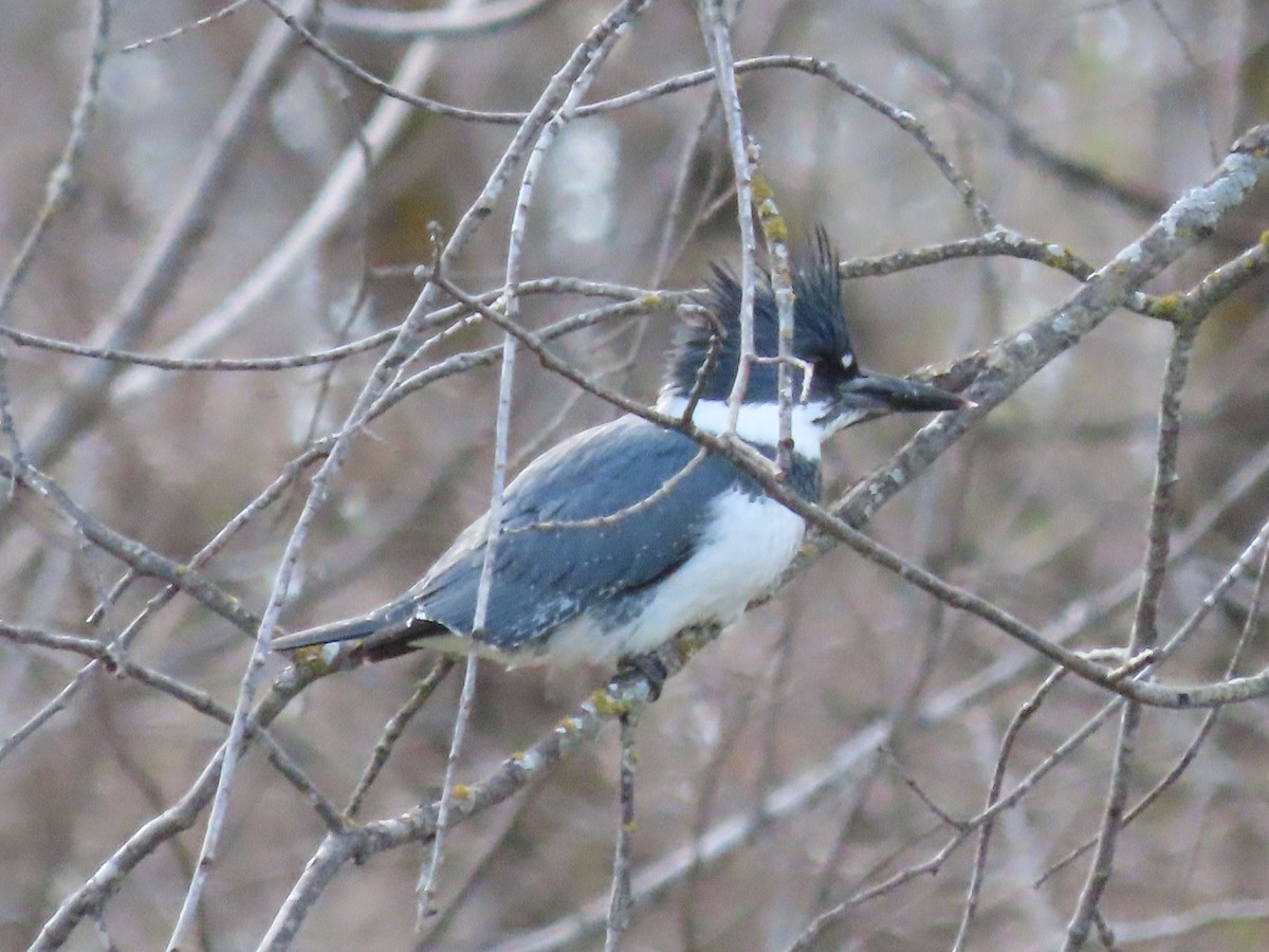 Belted Kingfisher - Dick Zerger