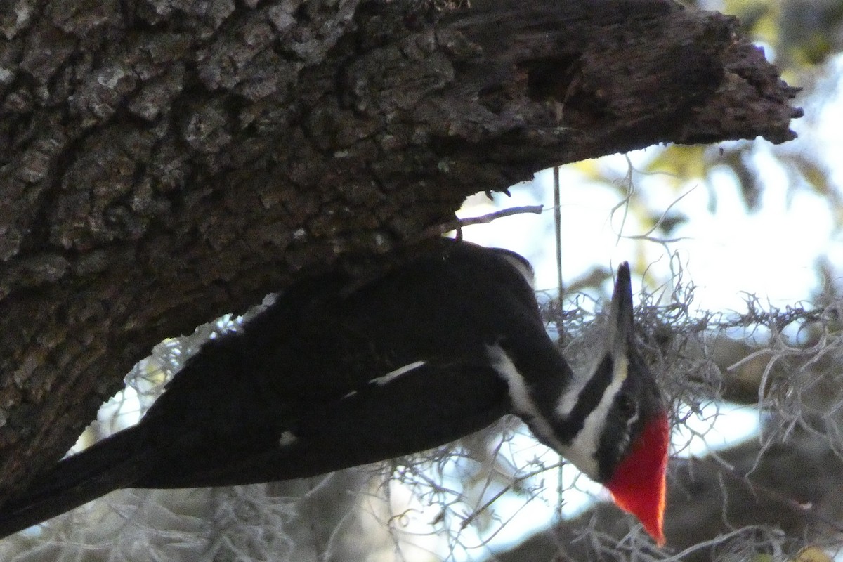 Pileated Woodpecker - ML616603718