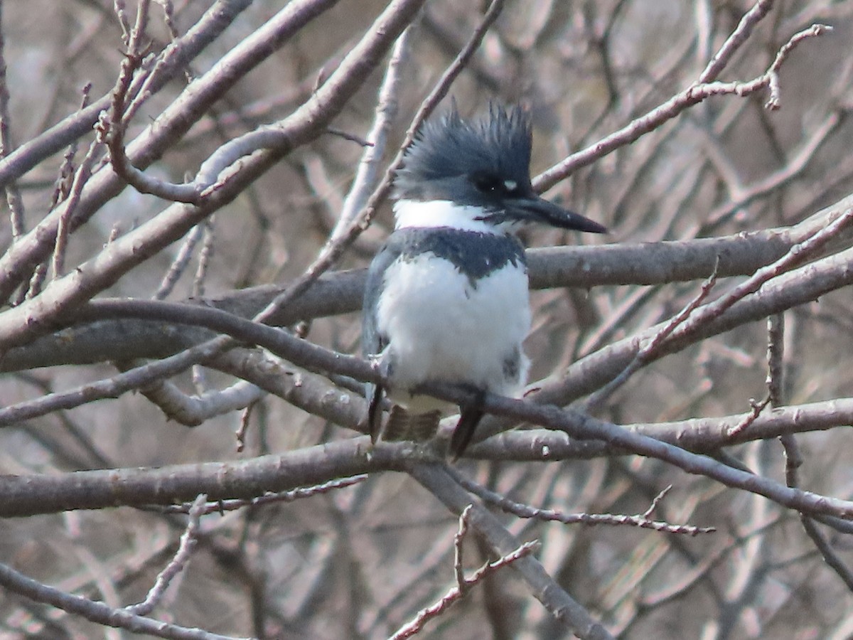 Belted Kingfisher - Dick Zerger