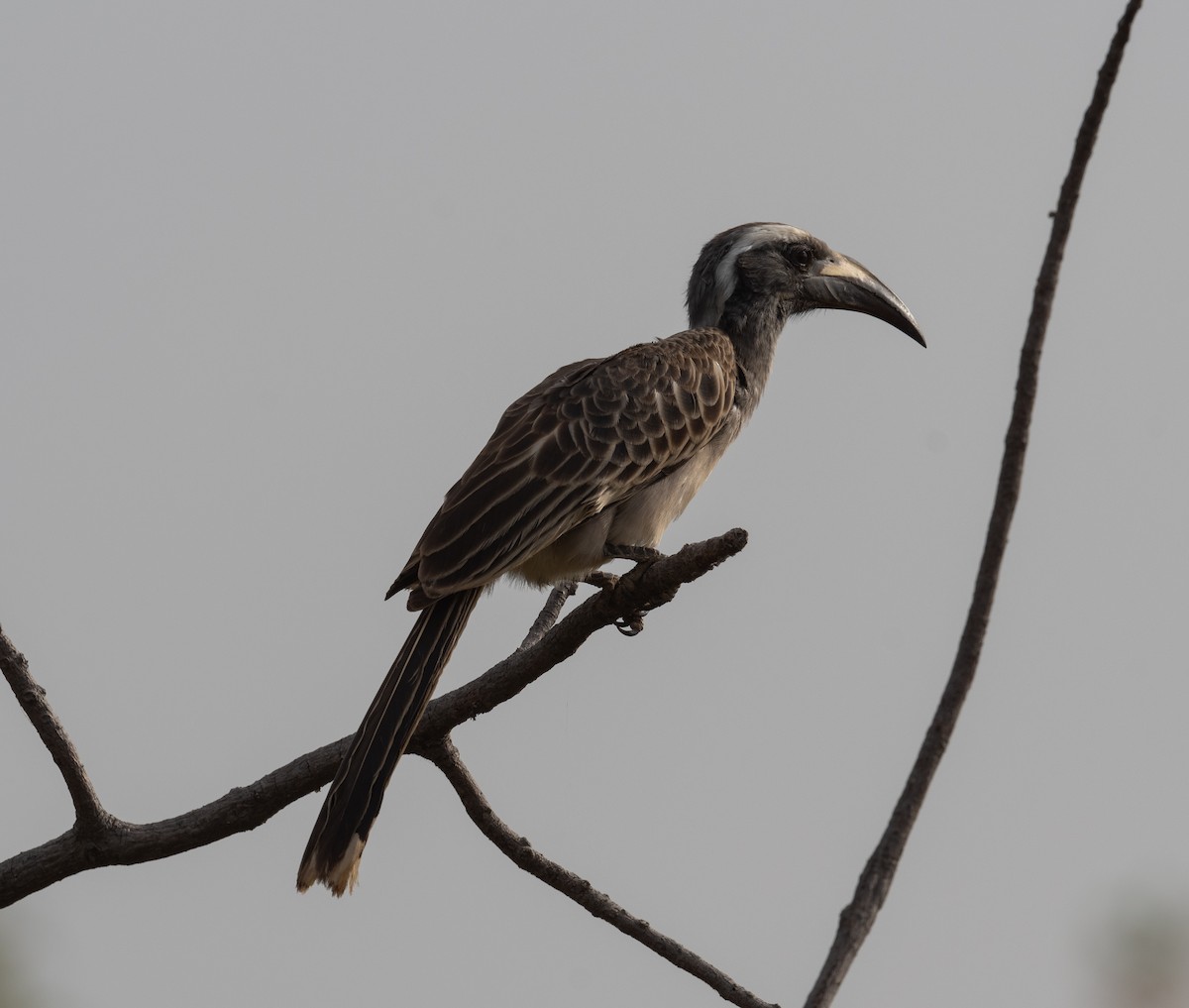 African Gray Hornbill - ML616603797