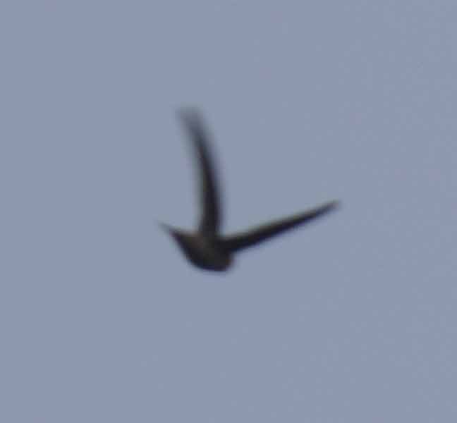 Indian Swiftlet - ML616603812