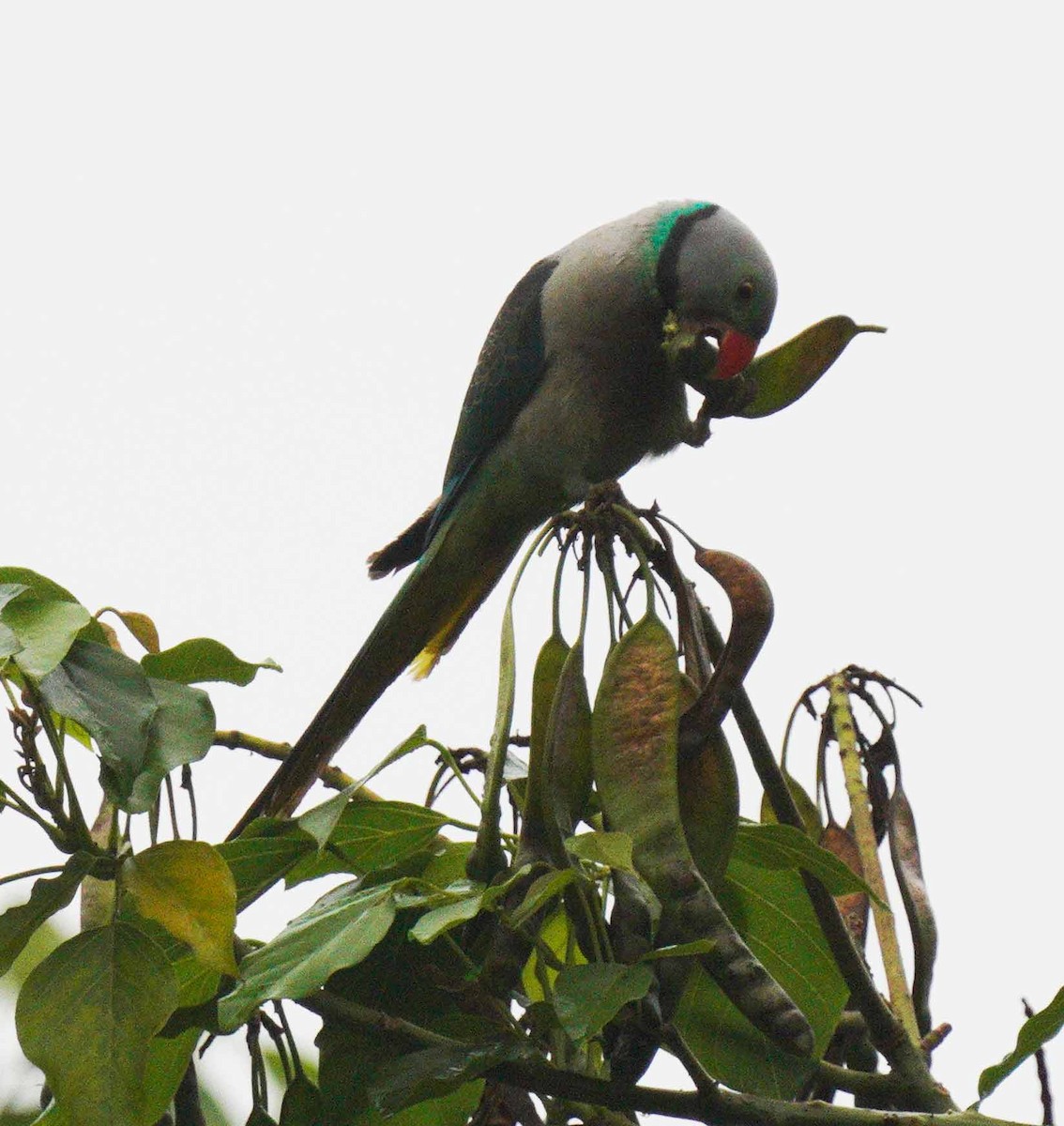 Malabar Parakeet - Gaurav Parekh