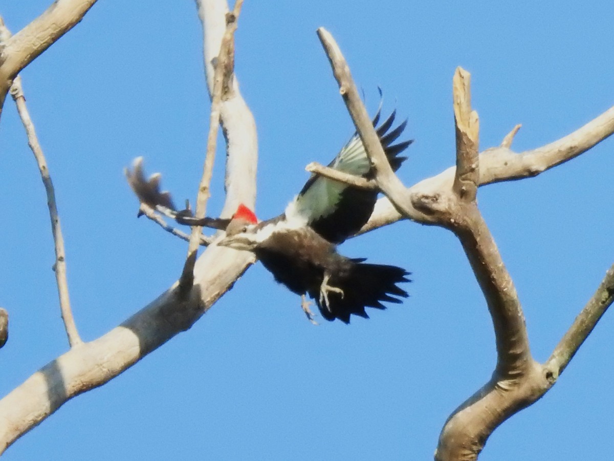 Pileated Woodpecker - ML616603942
