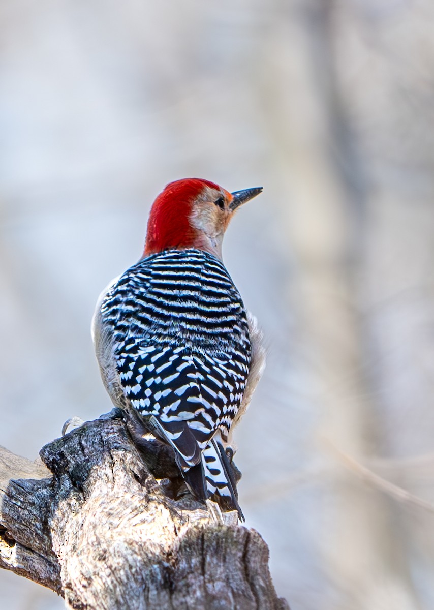 Red-bellied Woodpecker - ML616603959