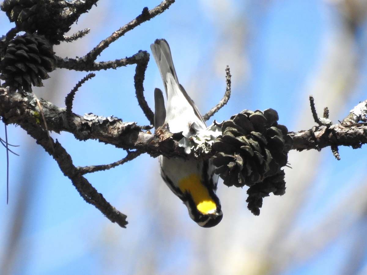 Yellow-throated Warbler - ML616603998