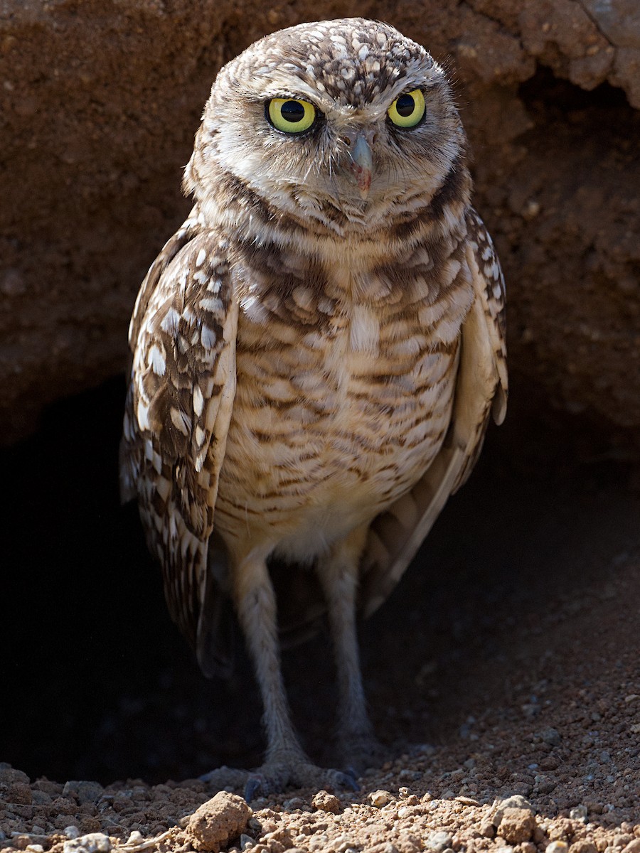 Burrowing Owl - ML616604020