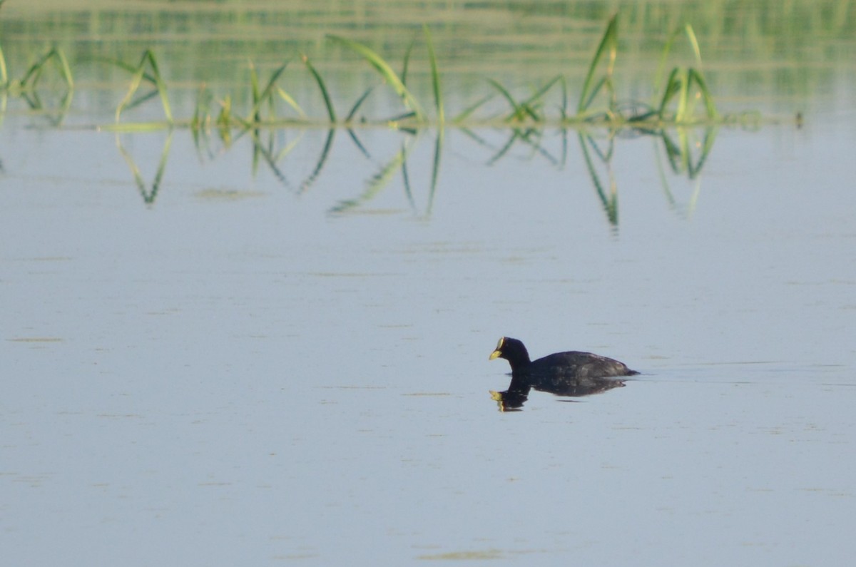 Red-gartered Coot - ML616604054