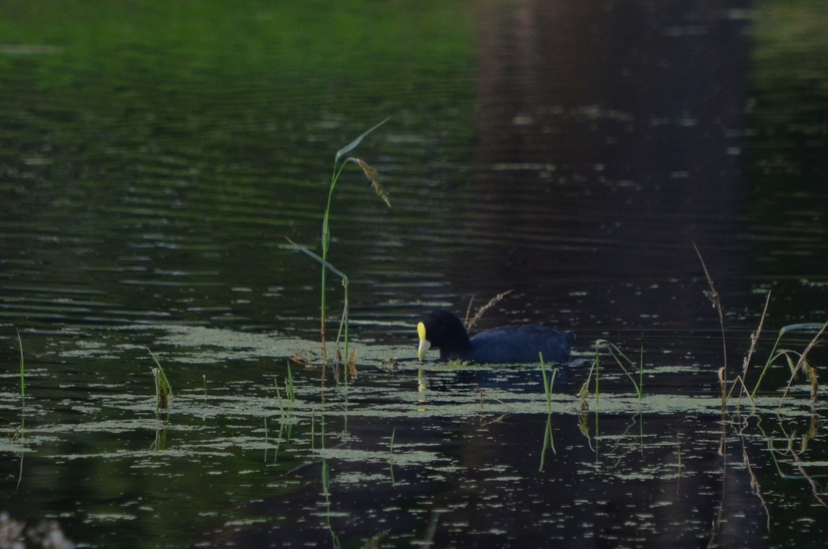 White-winged Coot - ML616604058