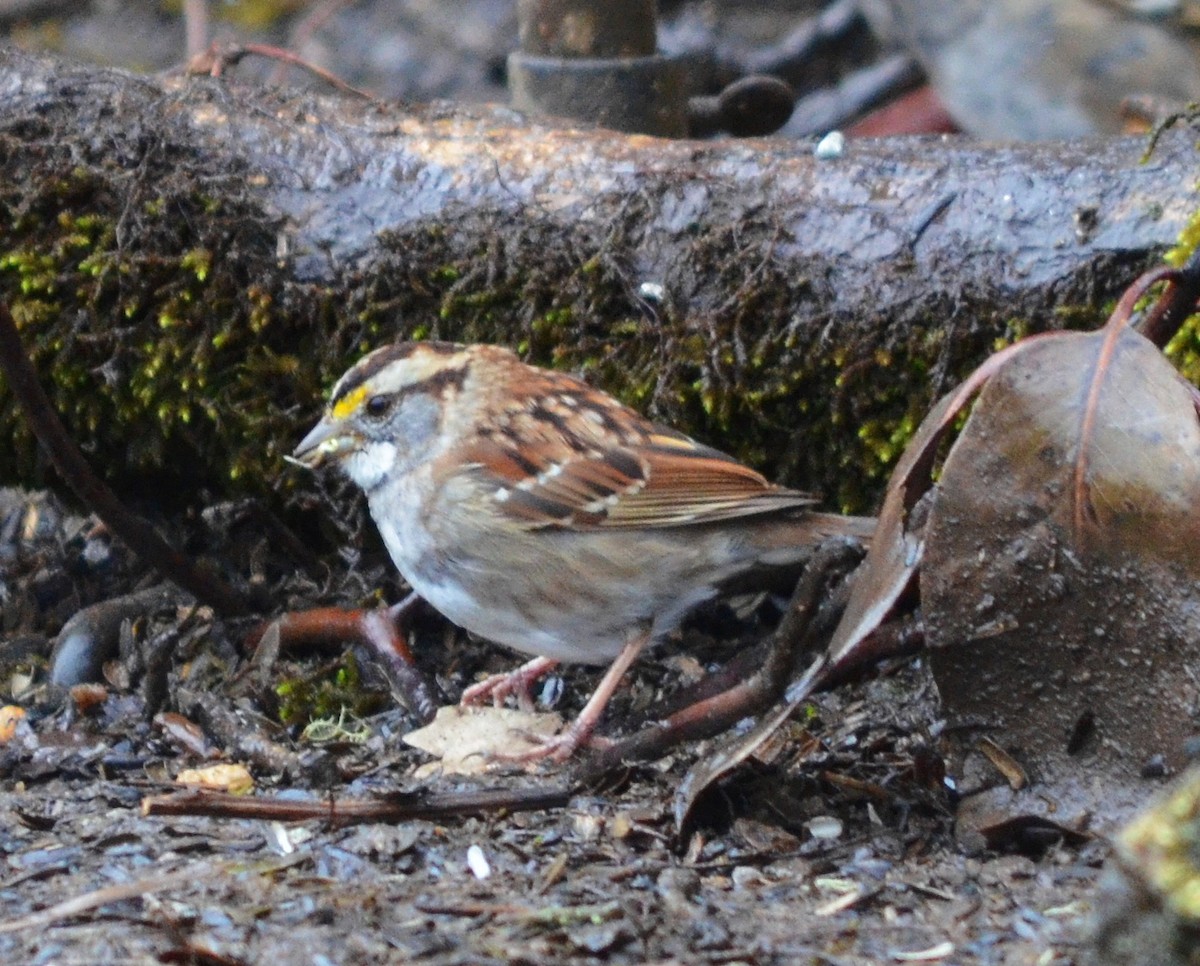 White-throated Sparrow - ML616604061