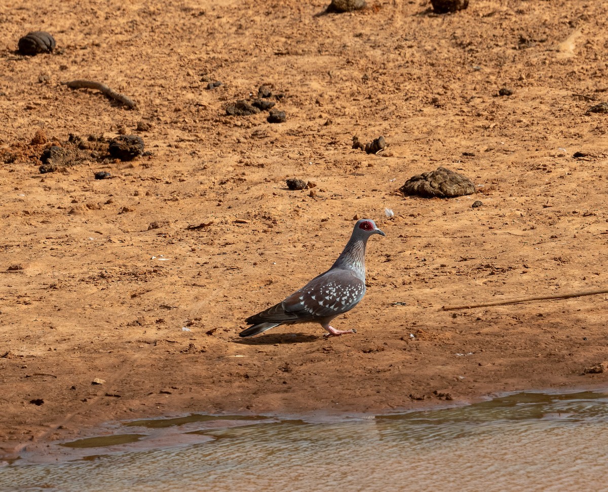 Speckled Pigeon - ML616604233