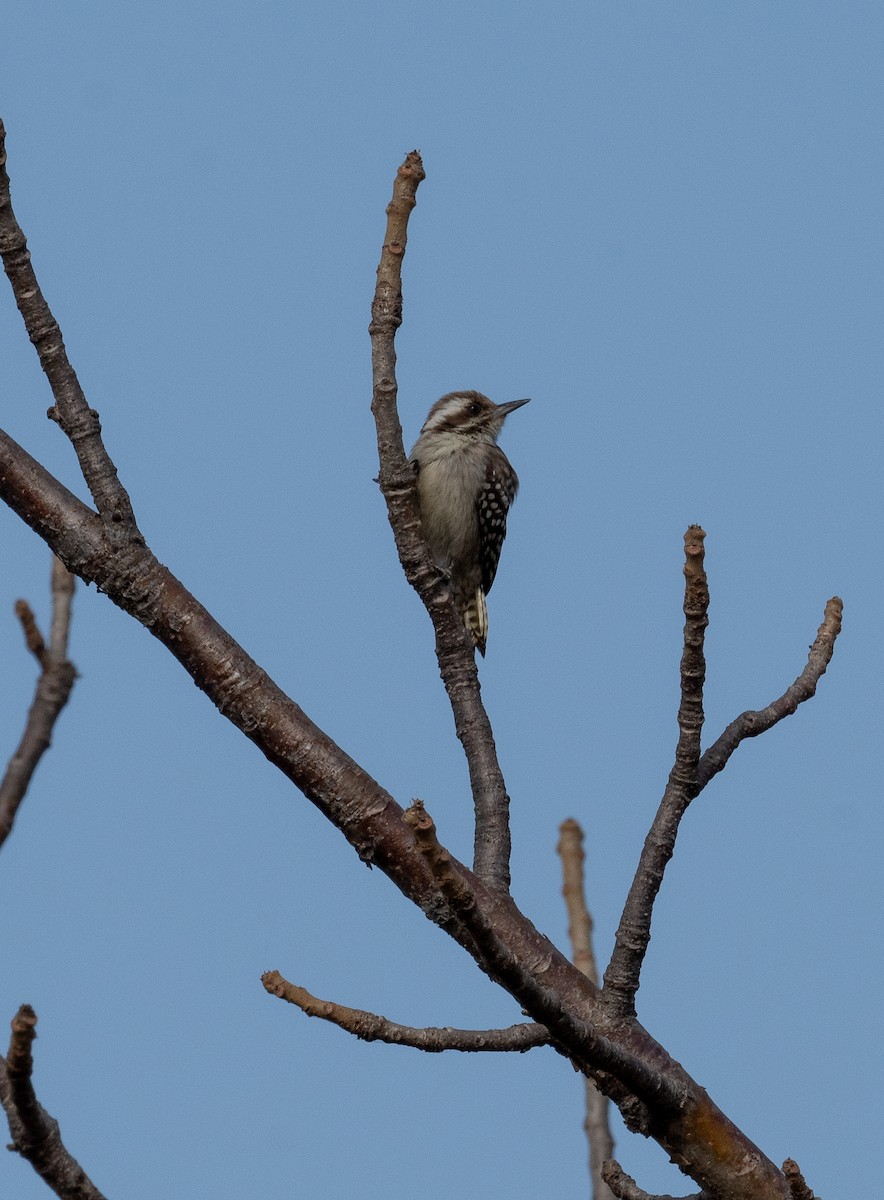 Brown-backed Woodpecker - ML616604258