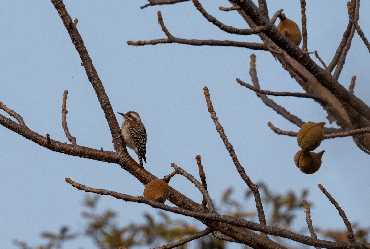 Brown-backed Woodpecker - ML616604259