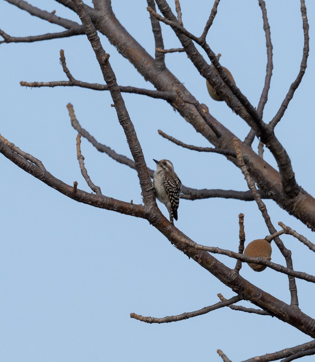 Brown-backed Woodpecker - ML616604260