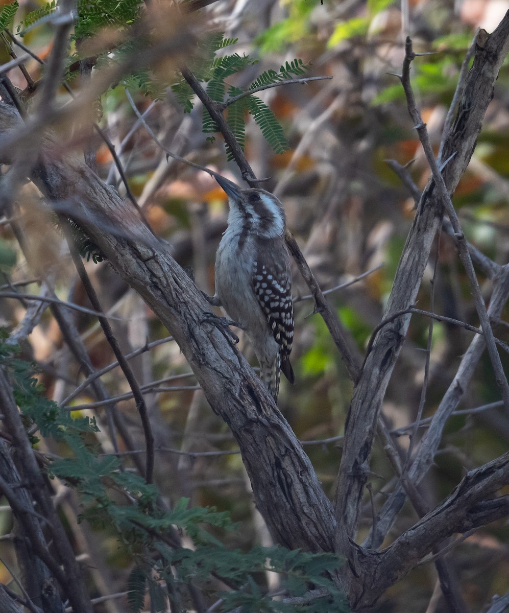 Brown-backed Woodpecker - ML616604261