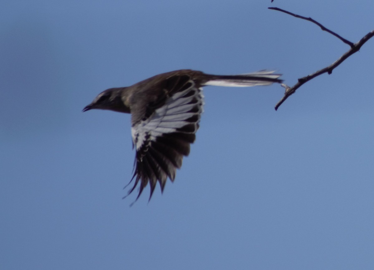 White-banded Mockingbird - German Biermann