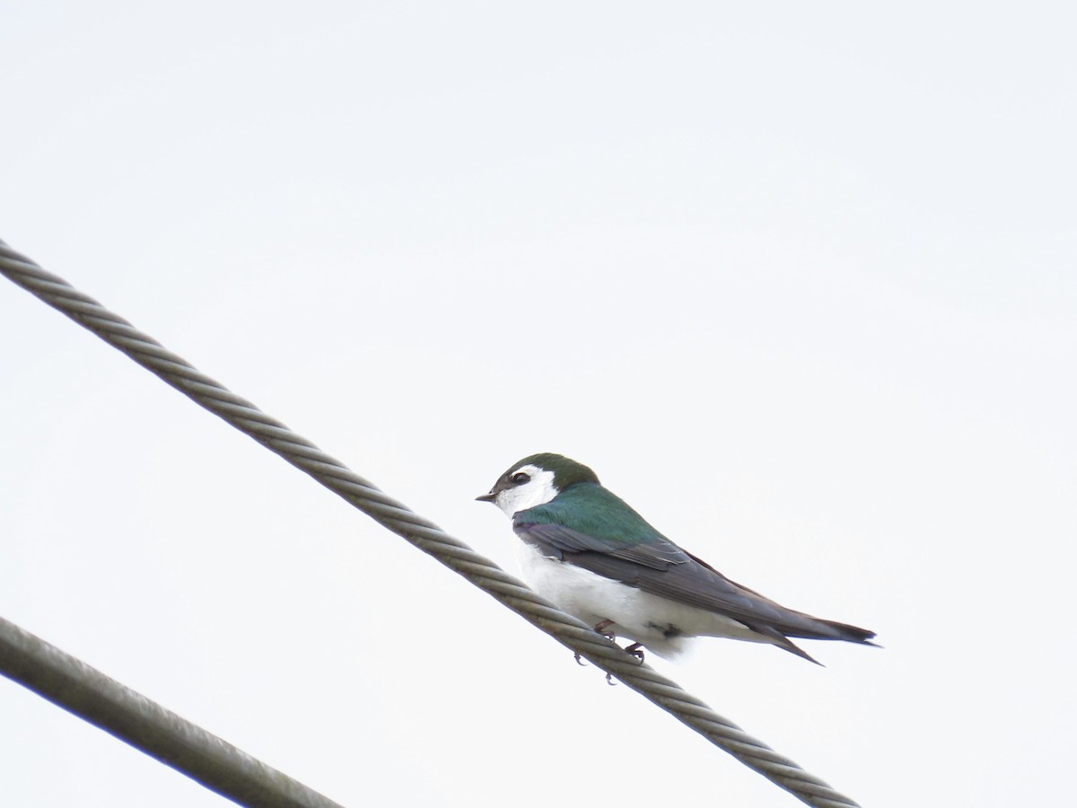 Violet-green Swallow - Merlyn (J.J.) Blue
