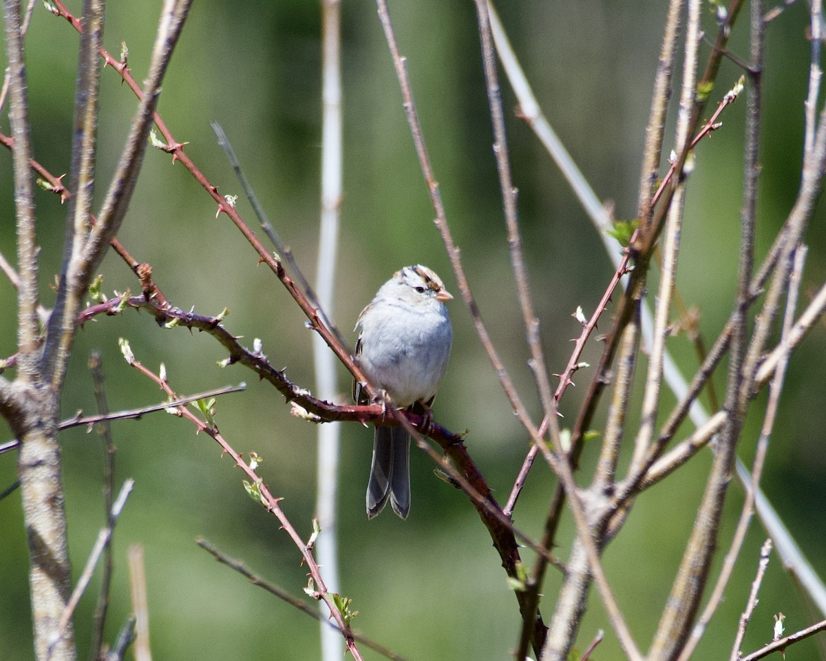 White-crowned Sparrow - Ben Baldwin