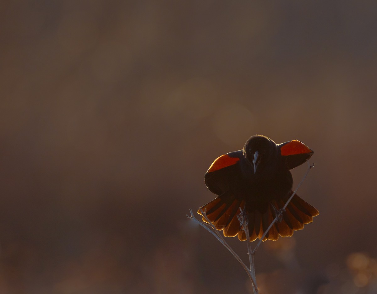 Red-winged Blackbird - Ryan Weber