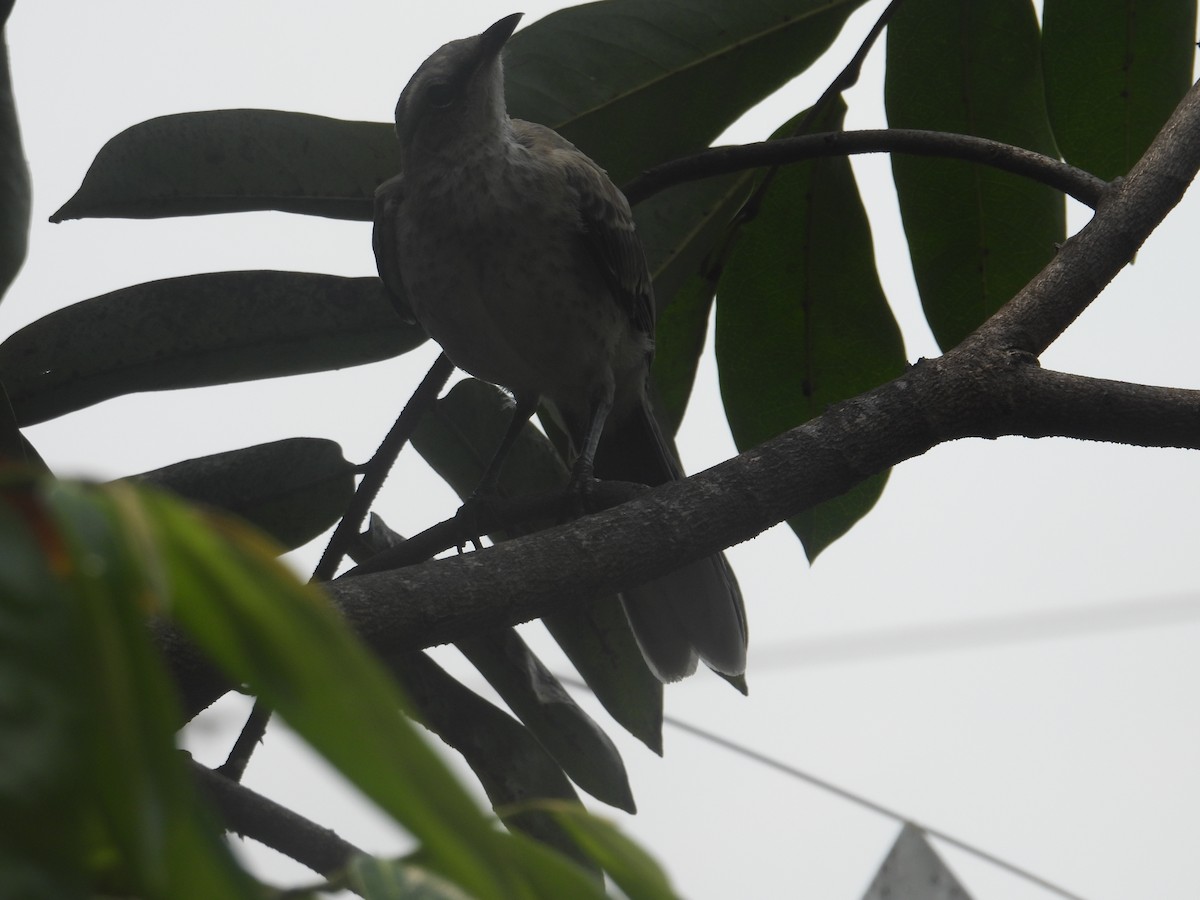 Tropical Mockingbird - Juan Ramírez