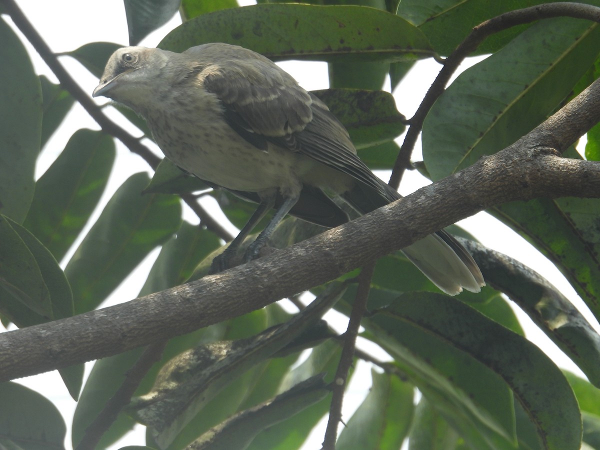 Tropical Mockingbird - Juan Ramírez