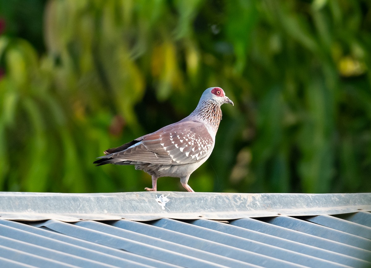 Speckled Pigeon - ML616604404
