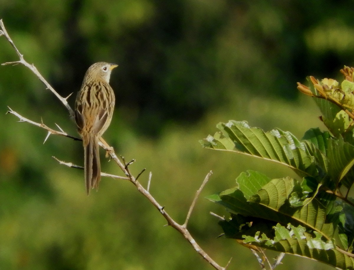 Wedge-tailed Grass-Finch - ML616604419