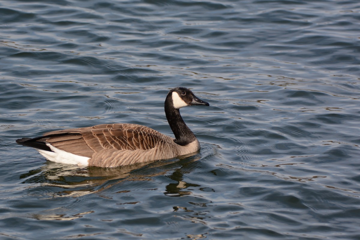 Canada Goose - Wendy Skirrow