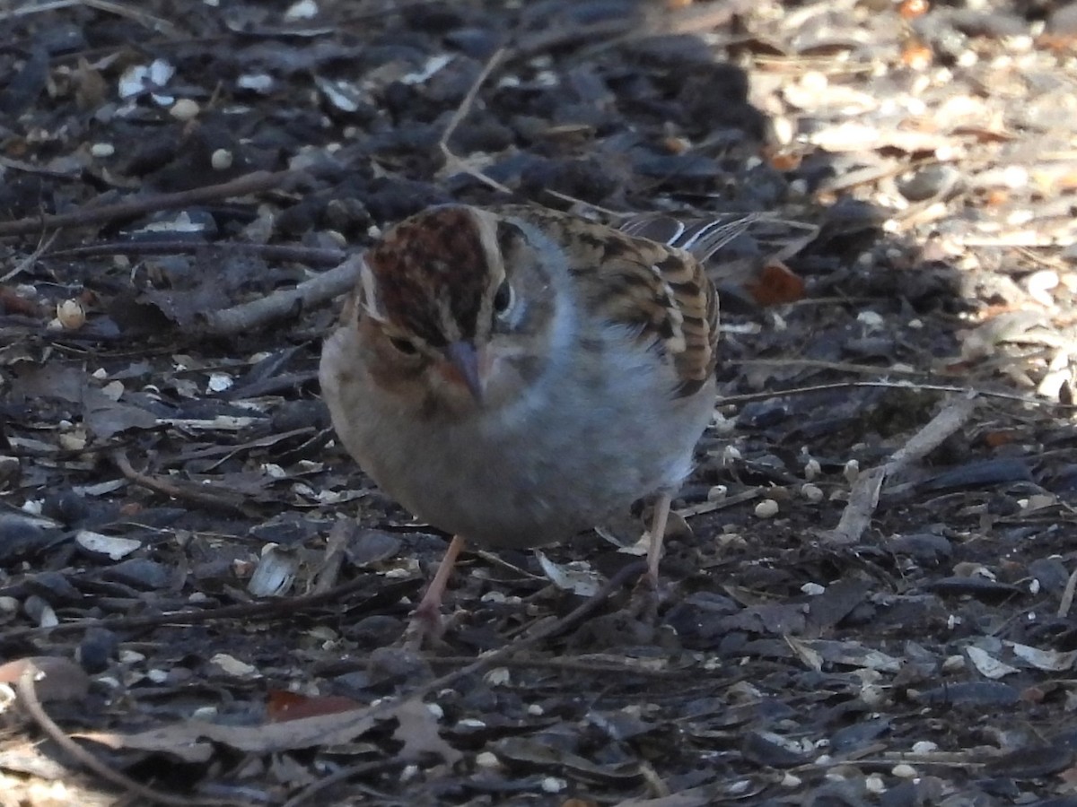 White-throated Sparrow - ML616604538