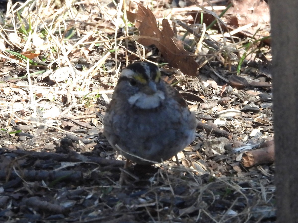 White-throated Sparrow - ML616604539
