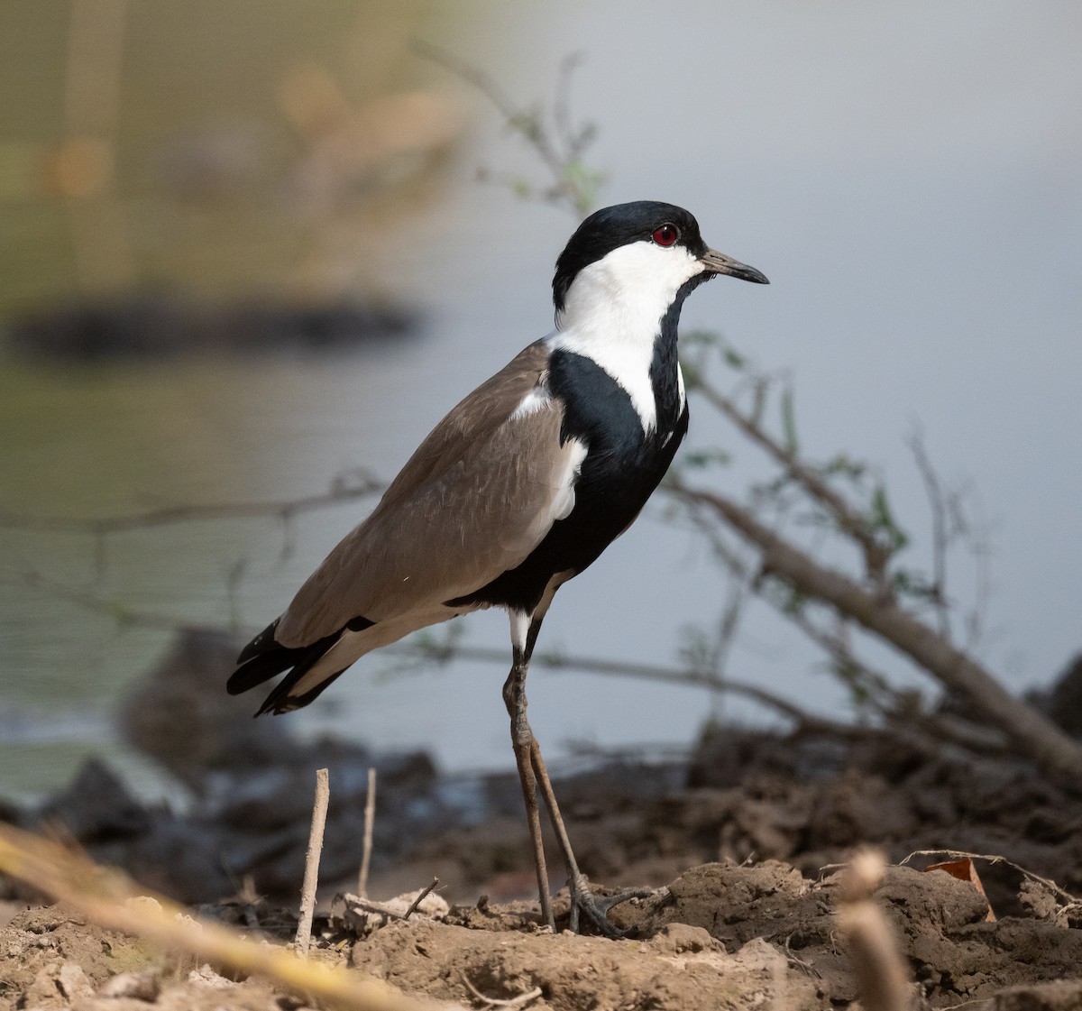 Spur-winged Lapwing - ML616604552