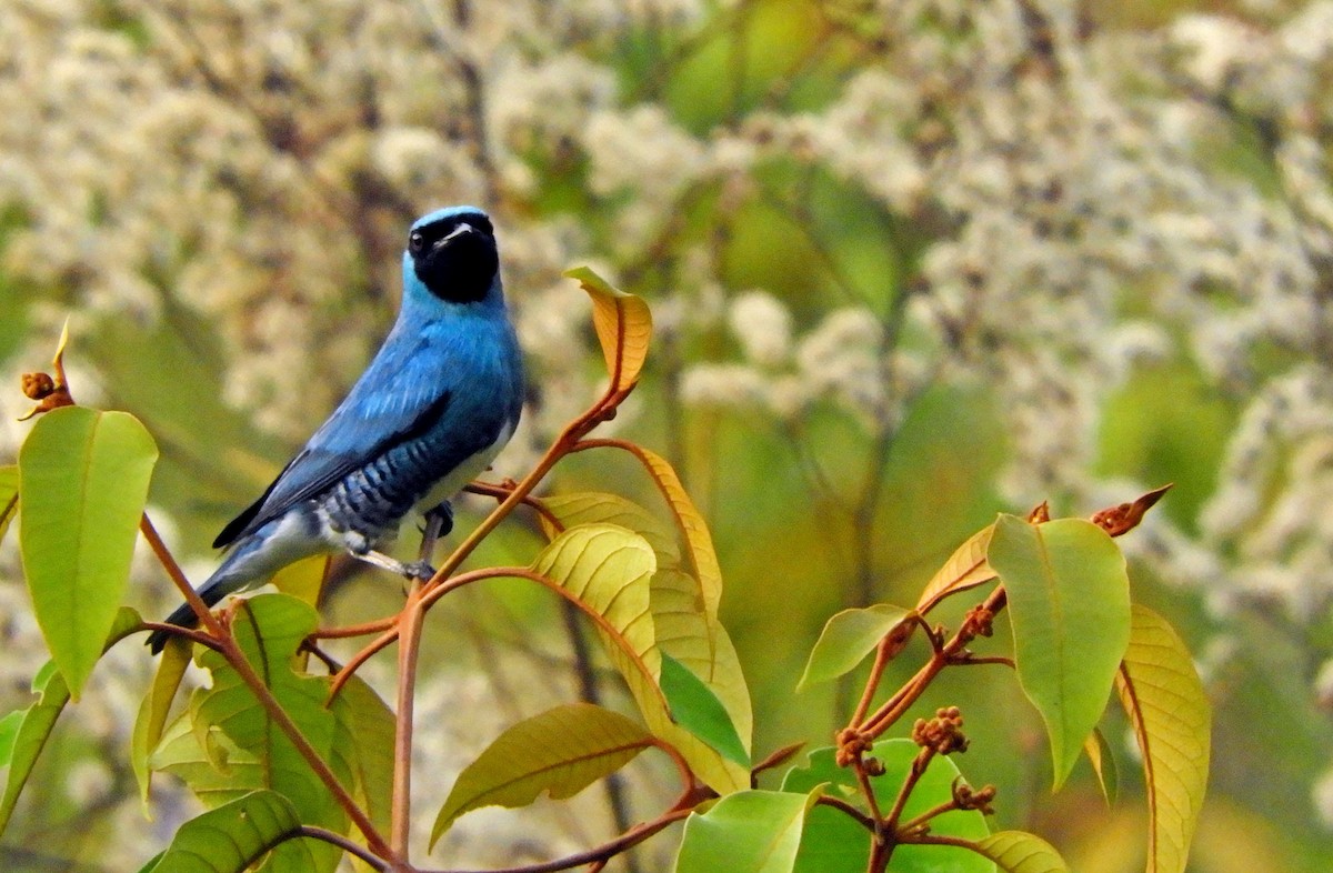 Swallow Tanager - ML616604614
