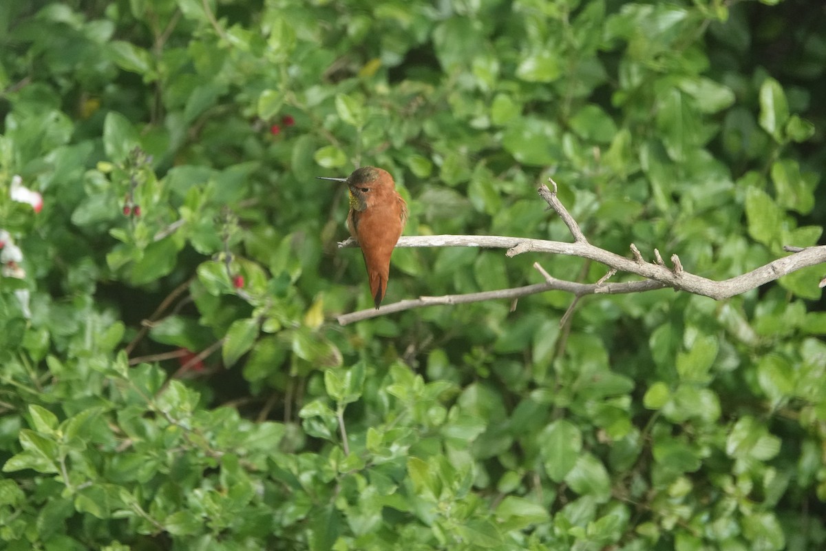 Rufous Hummingbird - Tom Beland
