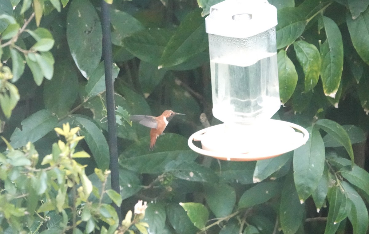 Rufous Hummingbird - ML616604639