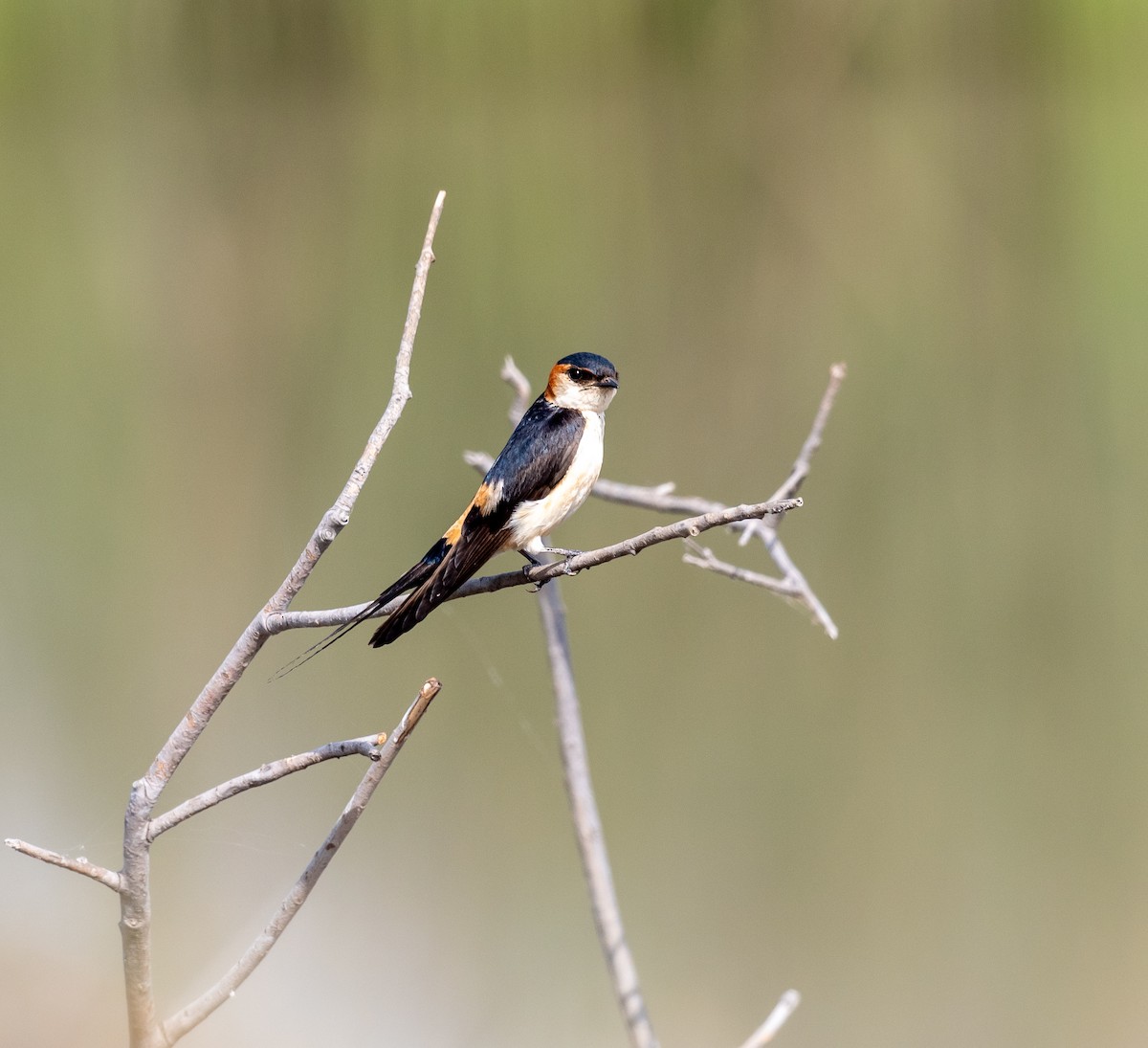 Red-rumped Swallow - ML616604779