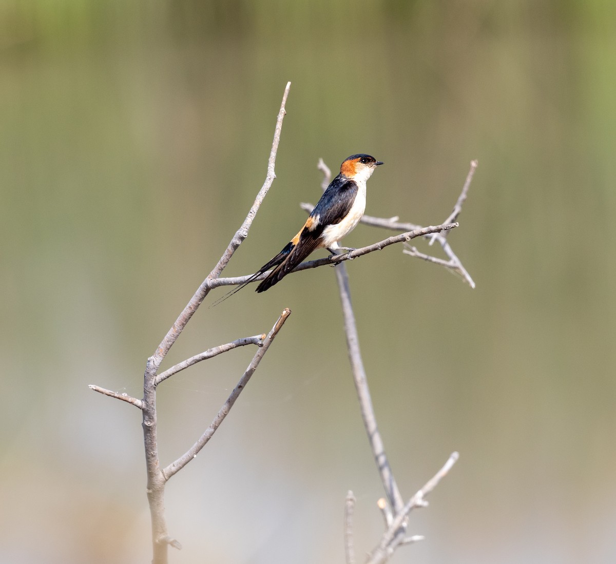 Red-rumped Swallow - ML616604780