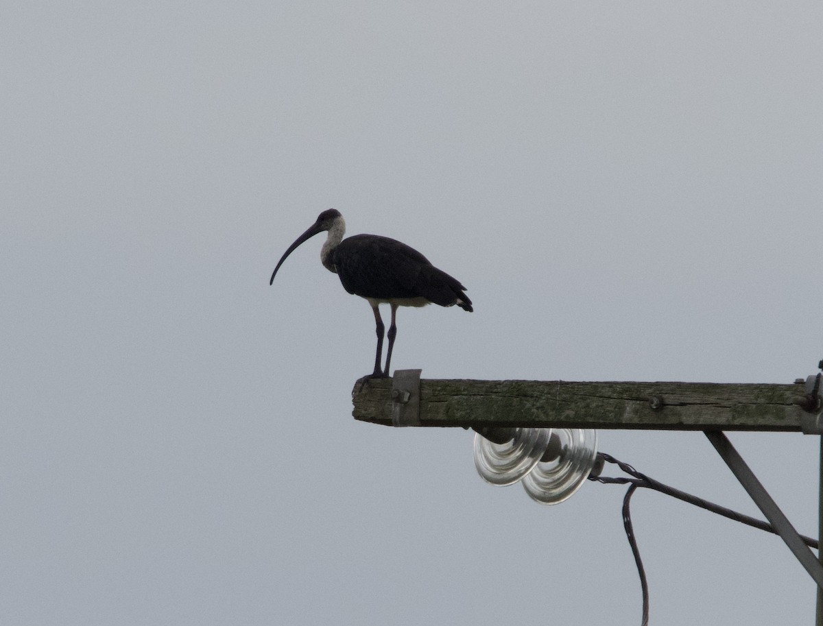 ibis slámokrký - ML616604827